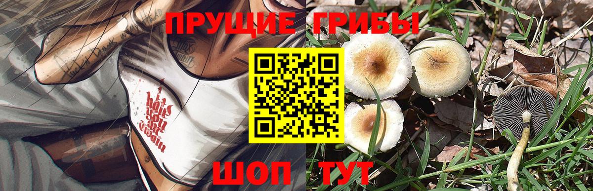 Галлюциногенные грибы GOLDEN TEACHER  Псилоцибиновые грибы Psilocybe  Вольск  Вход с VPN 